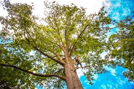 Trusted Masury, OH Tree Services Experts